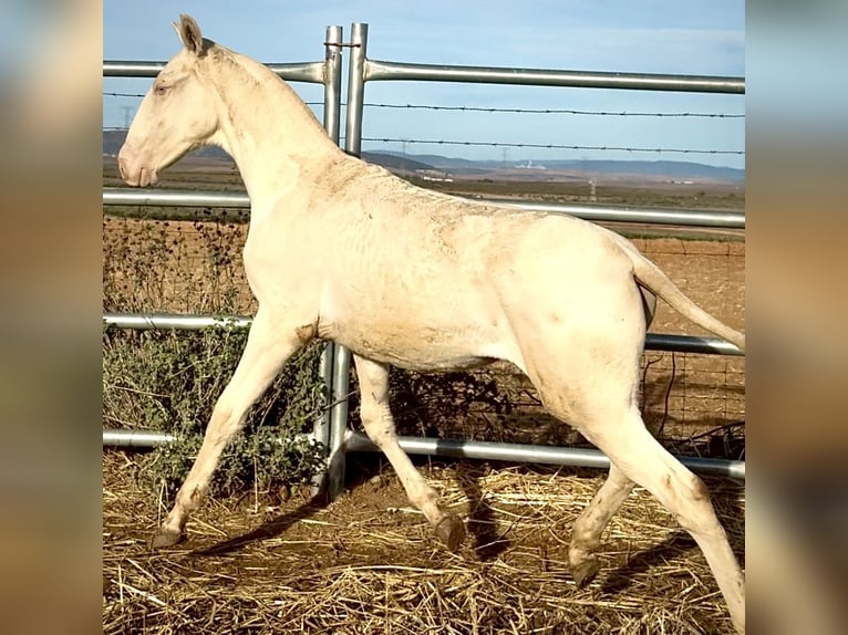 Portugees sportpaard Merrie 1 Jaar 168 cm Perlino in Bienvenida