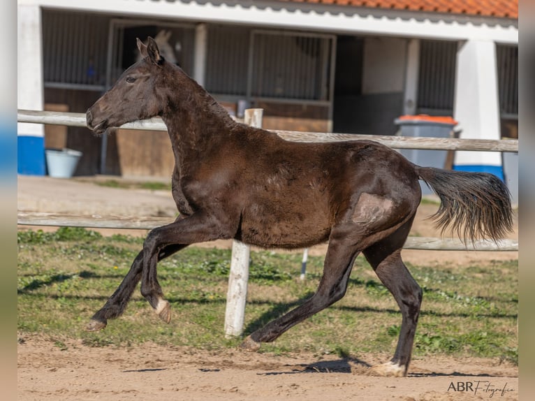 Portugees sportpaard Mix Merrie 1 Jaar Brauner in Beja