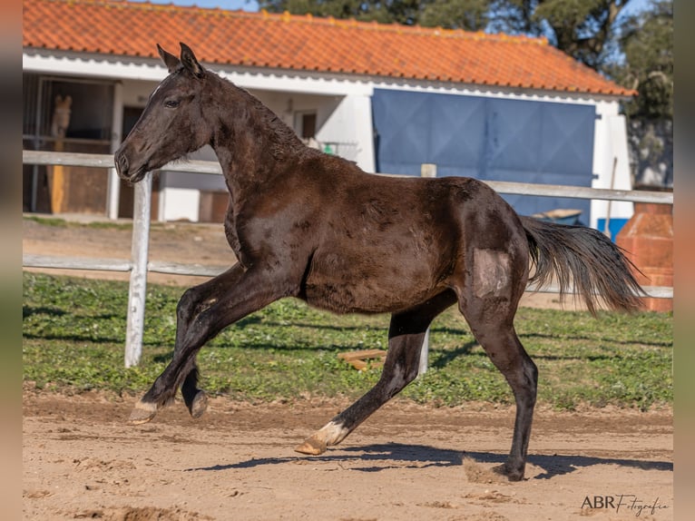 Portugees sportpaard Mix Merrie 1 Jaar Brauner in Beja