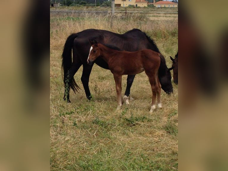 Portugees sportpaard Merrie 20 Jaar 165 cm Zwart in Vagos