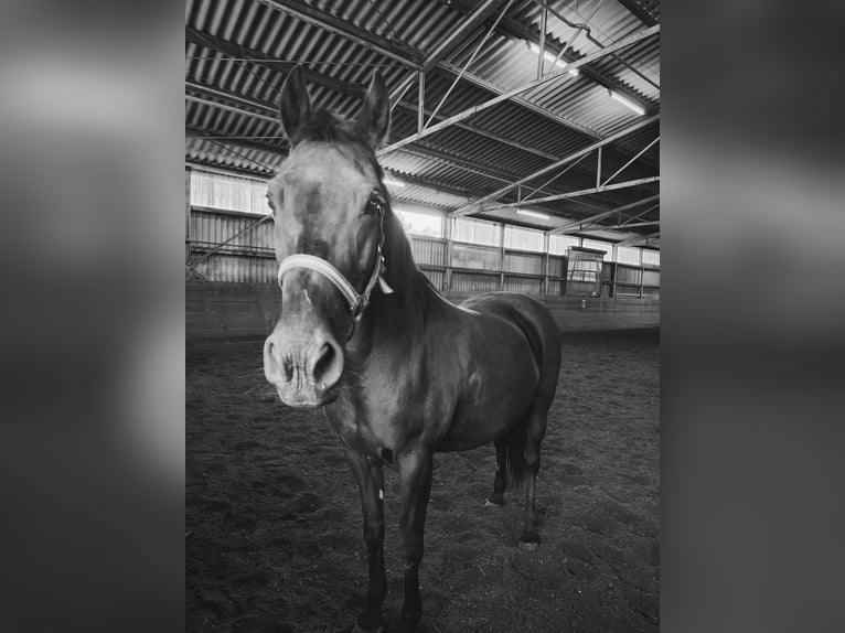 Portugees sportpaard Mix Merrie 21 Jaar 151 cm Zwart in Backnang