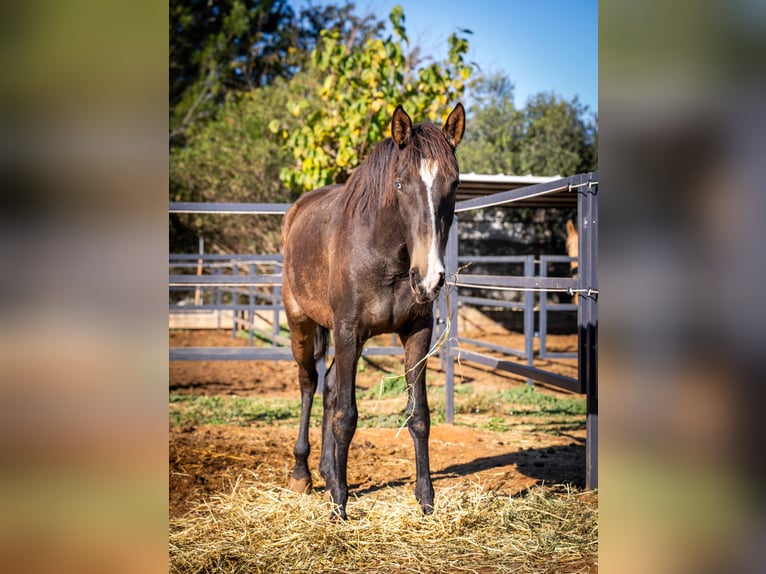 Portugees sportpaard Merrie 2 Jaar 155 cm Buckskin in Valencia