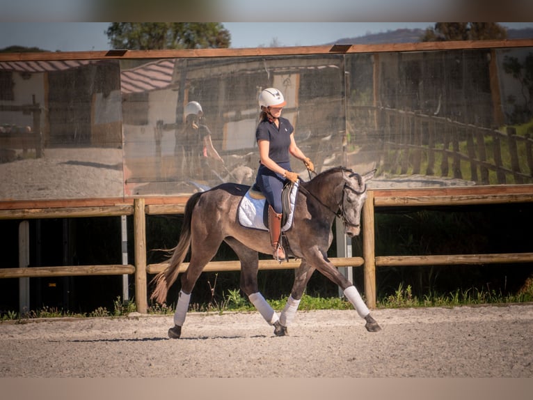 Portugees sportpaard Mix Merrie 4 Jaar 161 cm Schimmel in Alcobaca