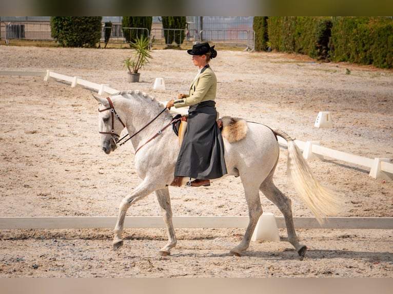 Portugees sportpaard Mix Merrie 4 Jaar 165 cm Schimmel in Pataias