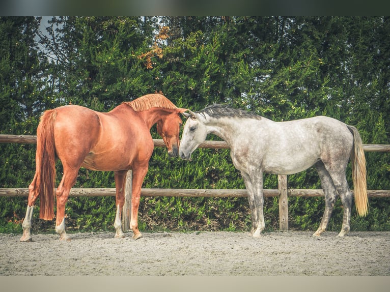 Portugees sportpaard Mix Merrie 4 Jaar 165 cm Schimmel in Pataias