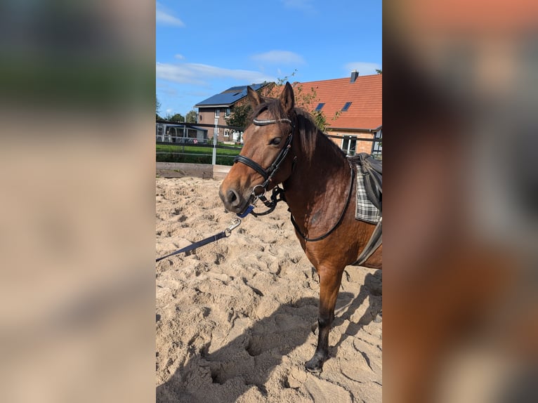 Portugees sportpaard Merrie 7 Jaar 126 cm Bruin in Bohmte