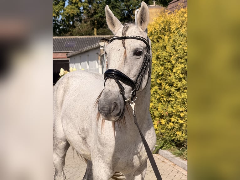 Portugees sportpaard Mix Ruin 13 Jaar 149 cm Appelschimmel in Kaldenkirchen
