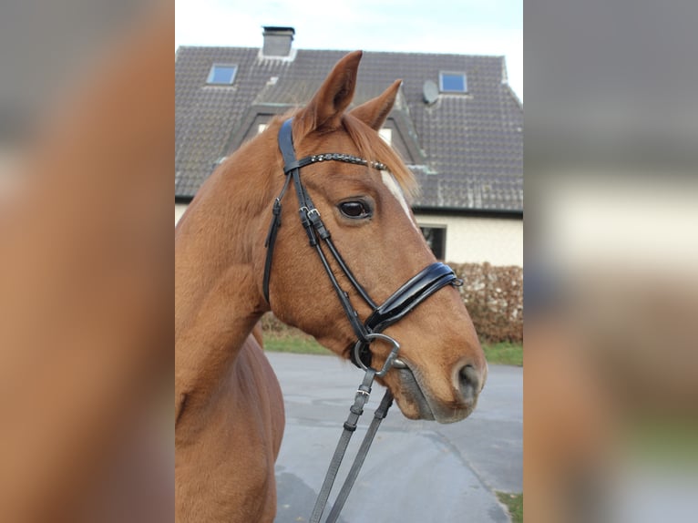 Portugees sportpaard Mix Ruin 19 Jaar 153 cm Vos in HarsewinkelMarienfeld