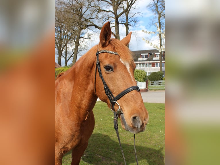 Portugees sportpaard Ruin 19 Jaar 154 cm Vos in Bad Laer