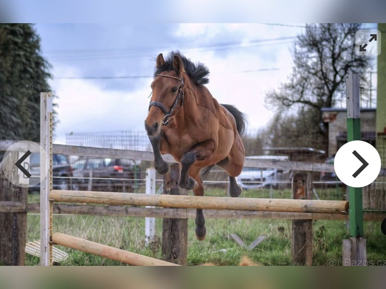 Portugees sportpaard Mix Ruin 5 Jaar 148 cm Brauner in Wolfsburg