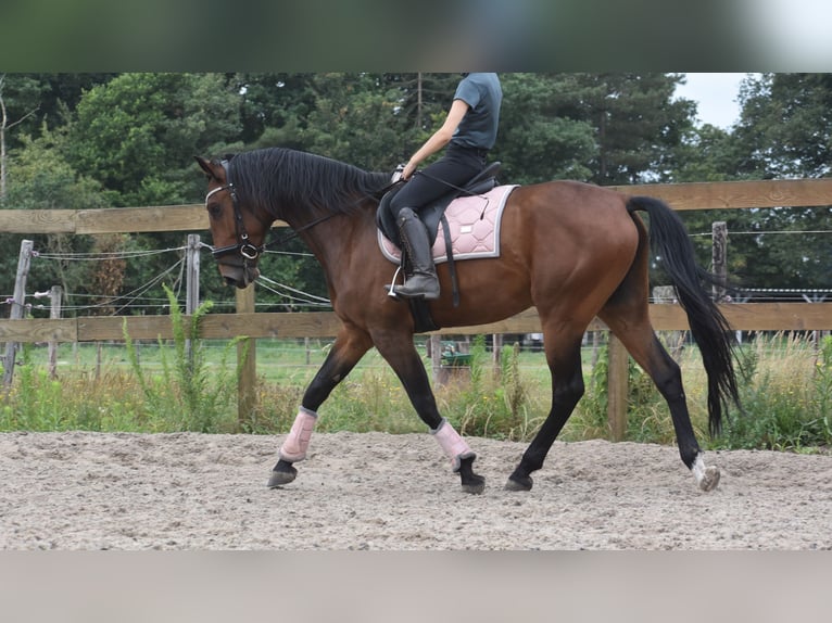 Portugees sportpaard Ruin 5 Jaar 162 cm Bruin in Achtmaal