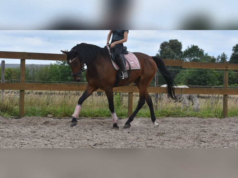 Portugees sportpaard Ruin 5 Jaar 162 cm Bruin in Achtmaal
