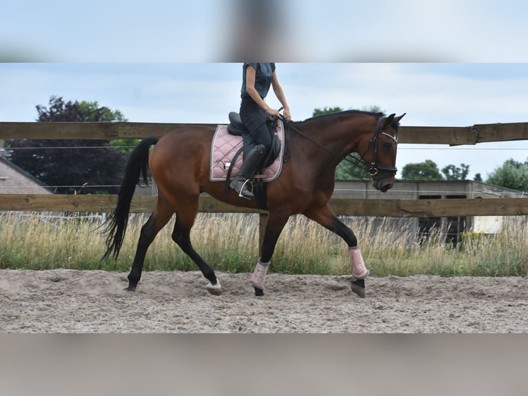 Portugees sportpaard Ruin 5 Jaar 162 cm Bruin in Achtmaal