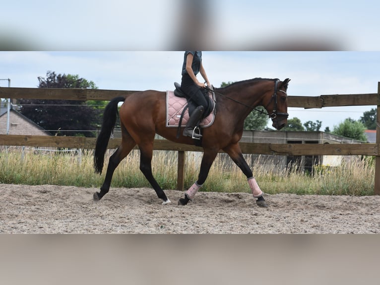 Portugees sportpaard Ruin 5 Jaar 162 cm Bruin in Achtmaal