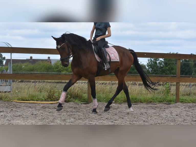 Portugees sportpaard Ruin 5 Jaar 162 cm Bruin in Achtmaal