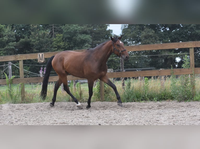 Portugees sportpaard Ruin 5 Jaar 162 cm Bruin in Achtmaal