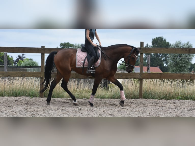 Portugees sportpaard Ruin 5 Jaar 162 cm Bruin in Achtmaal