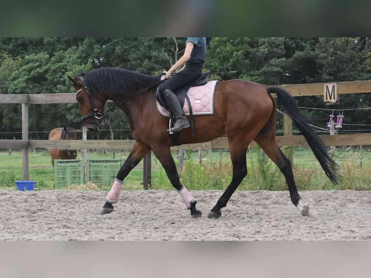 Portugees sportpaard Ruin 5 Jaar 162 cm Bruin in Achtmaal