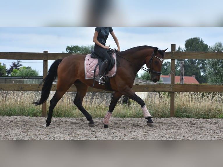 Portugees sportpaard Ruin 5 Jaar 162 cm Bruin in Achtmaal