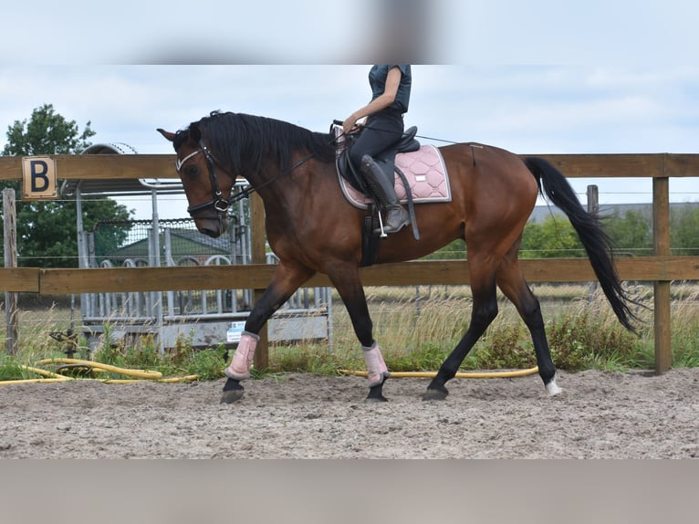 Portugees sportpaard Ruin 5 Jaar 162 cm Bruin in Achtmaal
