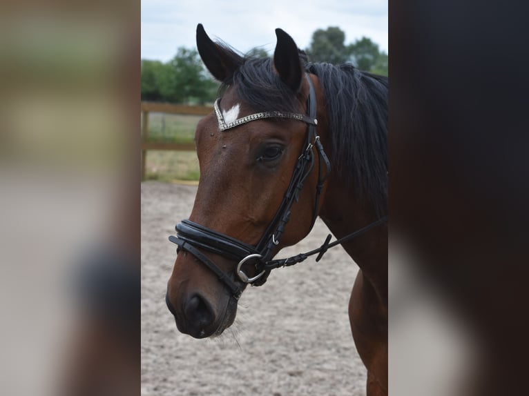 Portugees sportpaard Ruin 5 Jaar 162 cm Bruin in Achtmaal