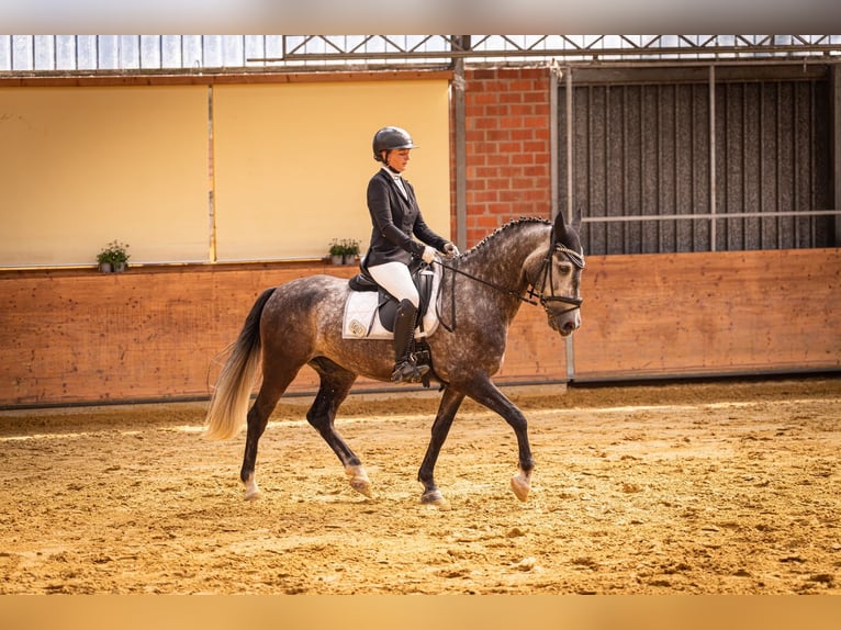 Portugees sportpaard Ruin 7 Jaar 163 cm Appelschimmel in Korschenbroich