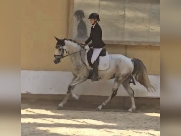 Portugees sportpaard Ruin 9 Jaar 163 cm Schimmel in Waldshut-Tiengen