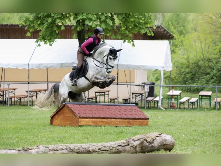 Portugees sportpaard Ruin 9 Jaar 163 cm Schimmel in Waldshut-Tiengen