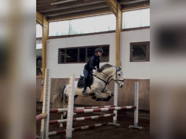 Portugees sportpaard Ruin 9 Jaar 163 cm Schimmel in Waldshut-Tiengen