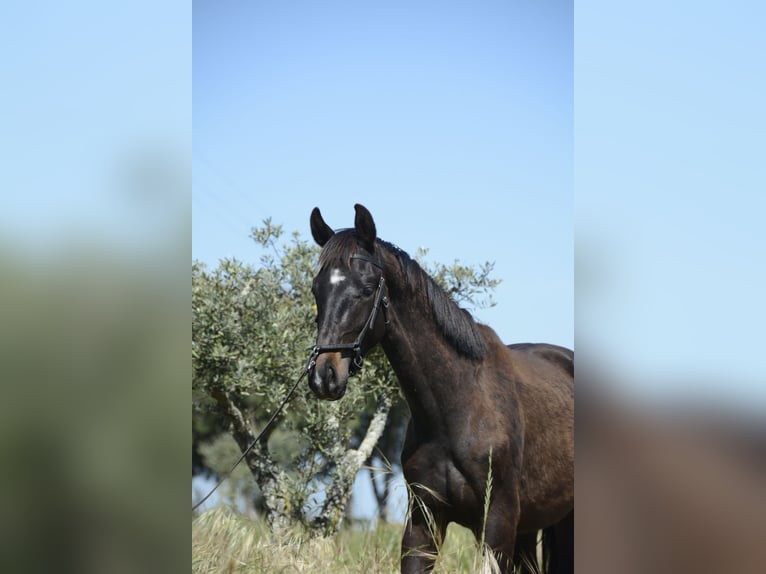 Portugiesisches Sportpferd Hengst 3 Jahre 162 cm Rappe in Água Derramada