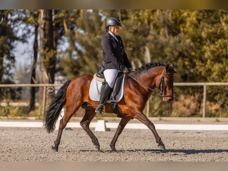 Portugiesisches Sportpferd Hengst 9 Jahre 135 cm Dunkelbrauner in Ponte de Lima