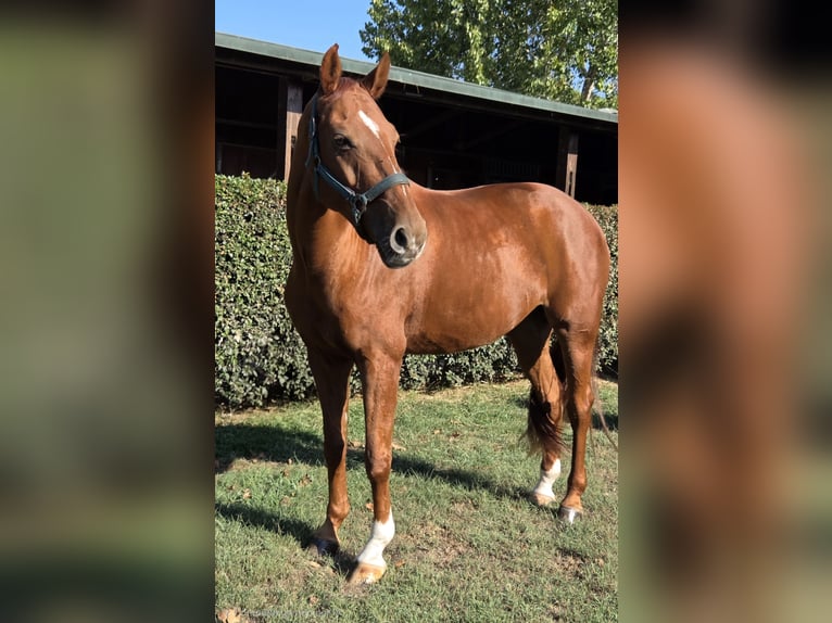 Portugiesisches Sportpferd Mix Stute 12 Jahre 164 cm Dunkelfuchs in Sintra