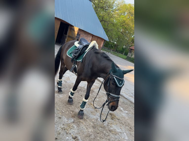 Portugiesisches Sportpferd Stute 13 Jahre 150 cm Dunkelbrauner in Oldenburg