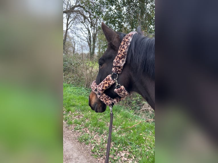 Portugiesisches Sportpferd Stute 13 Jahre 150 cm Dunkelbrauner in Oldenburg