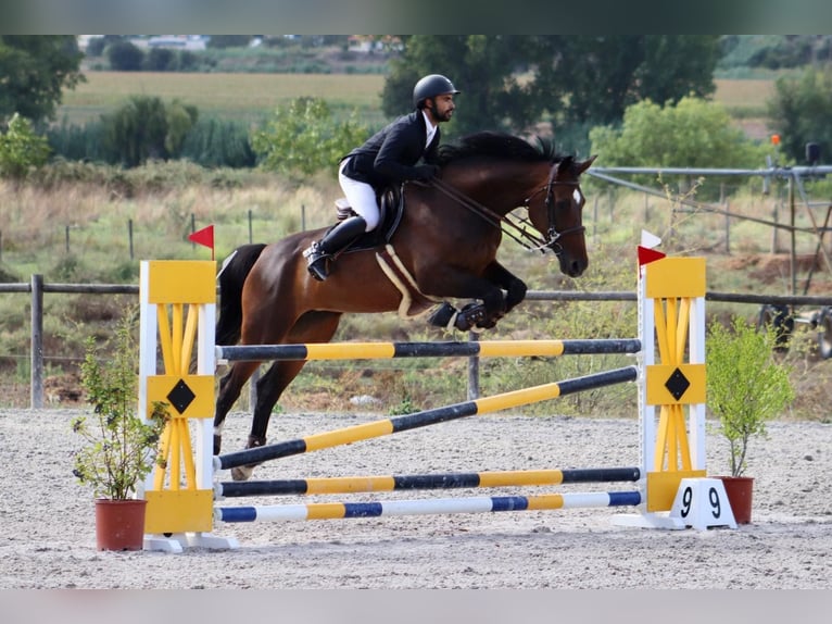 Portugiesisches Sportpferd Mix Stute 14 Jahre 179 cm Brauner in Cascais