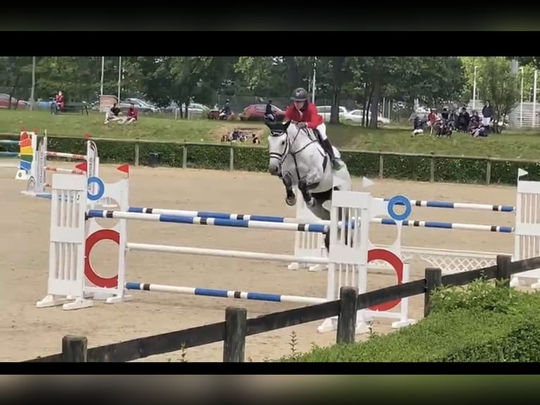 Portugiesisches Sportpferd Stute 15 Jahre 174 cm Schimmel in Los Negrales