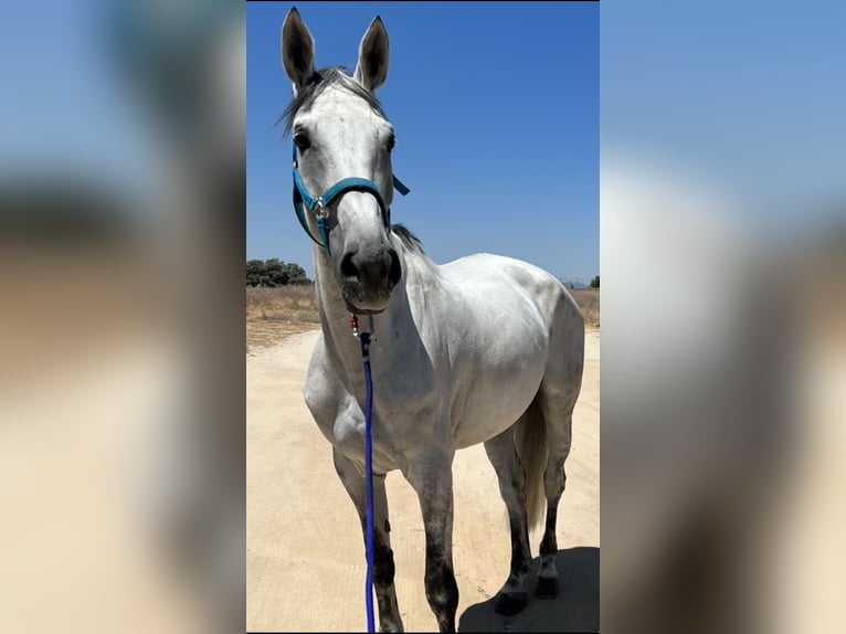 Portugiesisches Sportpferd Stute 15 Jahre 174 cm Schimmel in Los Negrales
