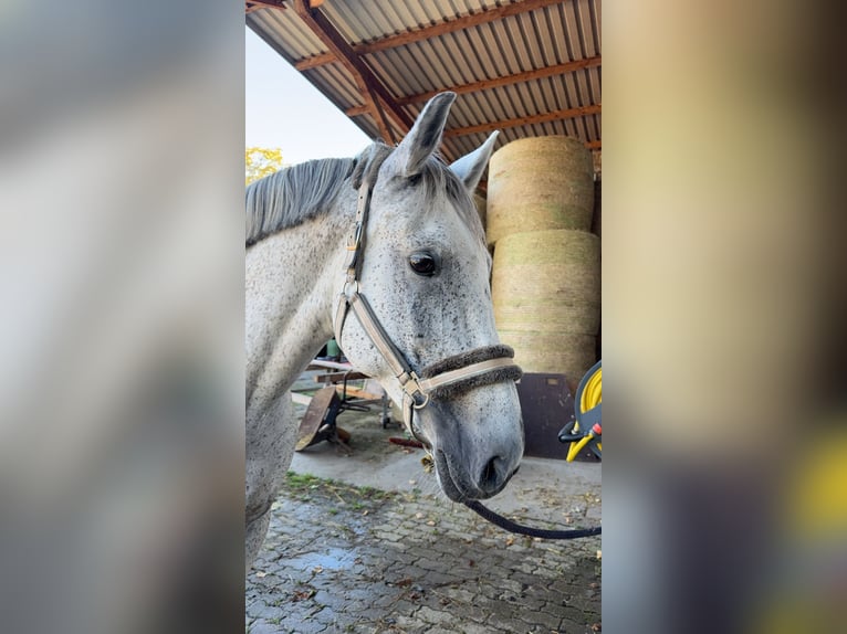 Portugiesisches Sportpferd Stute 16 Jahre 160 cm Schimmel in B&#xFC;hl