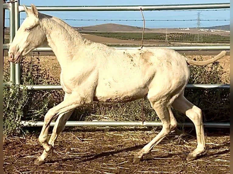 Portugiesisches Sportpferd Stute 1 Jahr 168 cm Perlino in Bienvenida
