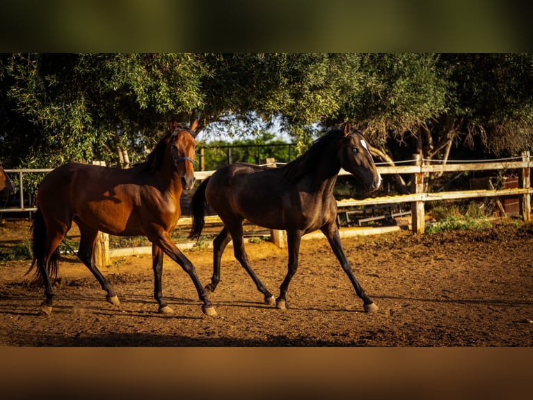 Portugiesisches Sportpferd Stute 2 Jahre 158 cm Buckskin in Valencia