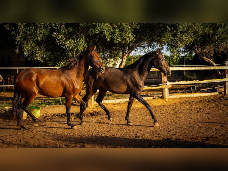 Portugiesisches Sportpferd Stute 2 Jahre 158 cm Buckskin in Valencia