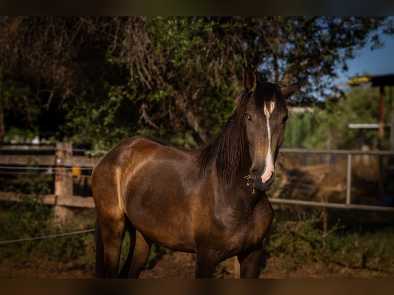 Portugiesisches Sportpferd Stute 2 Jahre 158 cm Buckskin in Valencia