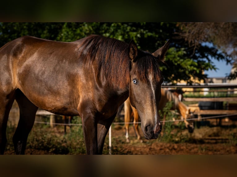 Portugiesisches Sportpferd Stute 2 Jahre 158 cm Buckskin in Valencia