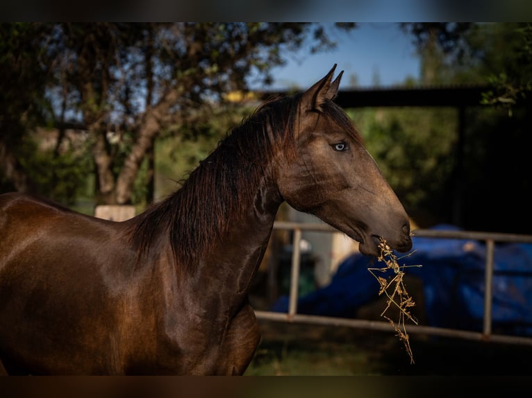 Portugiesisches Sportpferd Stute 2 Jahre 158 cm Buckskin in Valencia
