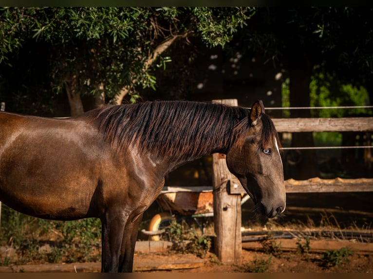 Portugiesisches Sportpferd Stute 2 Jahre 158 cm Buckskin in Valencia