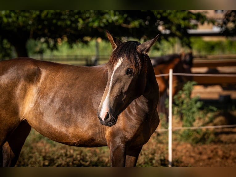 Portugiesisches Sportpferd Stute 2 Jahre 158 cm Buckskin in Valencia