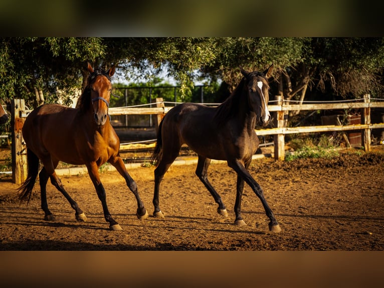 Portugiesisches Sportpferd Stute 2 Jahre 158 cm Buckskin in Valencia