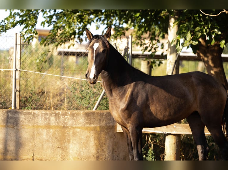 Portugiesisches Sportpferd Stute 3 Jahre 158 cm Buckskin in Valencia