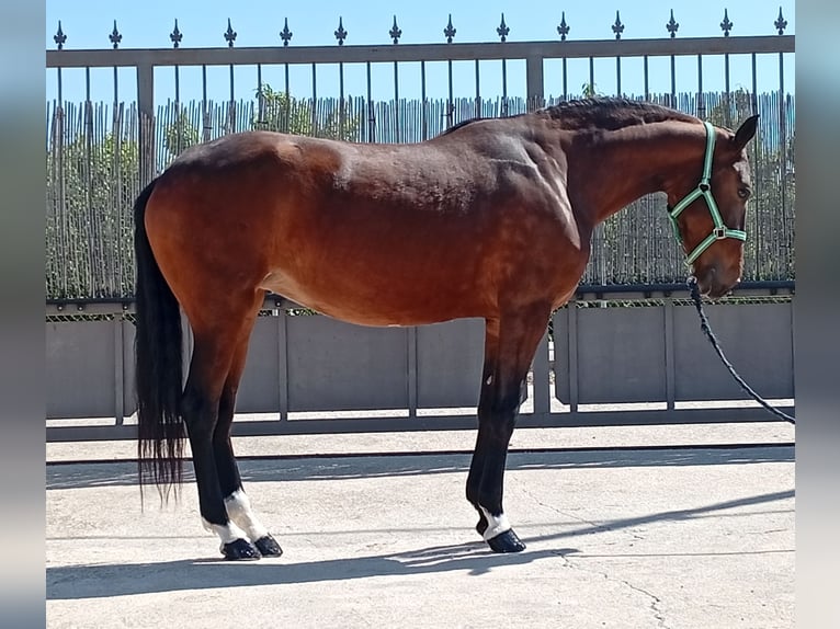 Portugiesisches Sportpferd Stute 3 Jahre 163 cm Rotbrauner in Molina De Segura
