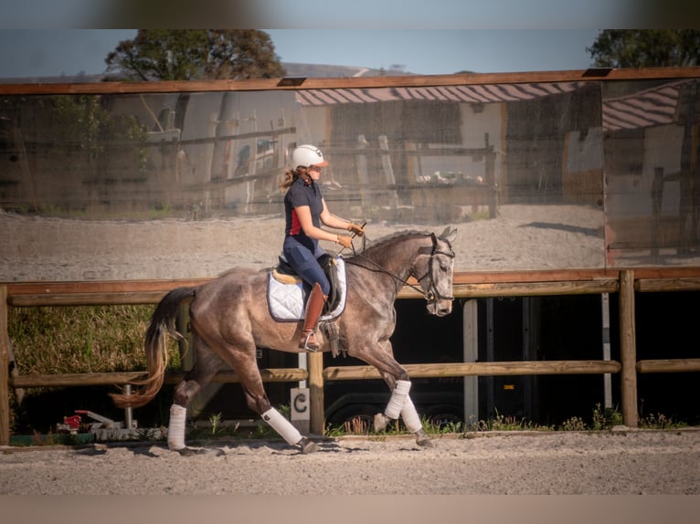 Portugiesisches Sportpferd Mix Stute 4 Jahre 161 cm Schimmel in Alcobaca
